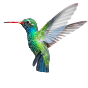 vision du colibri